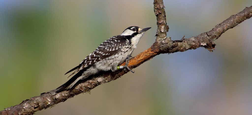 Red cockaded Woodpecker Hero © Robert Royse e1760382271966