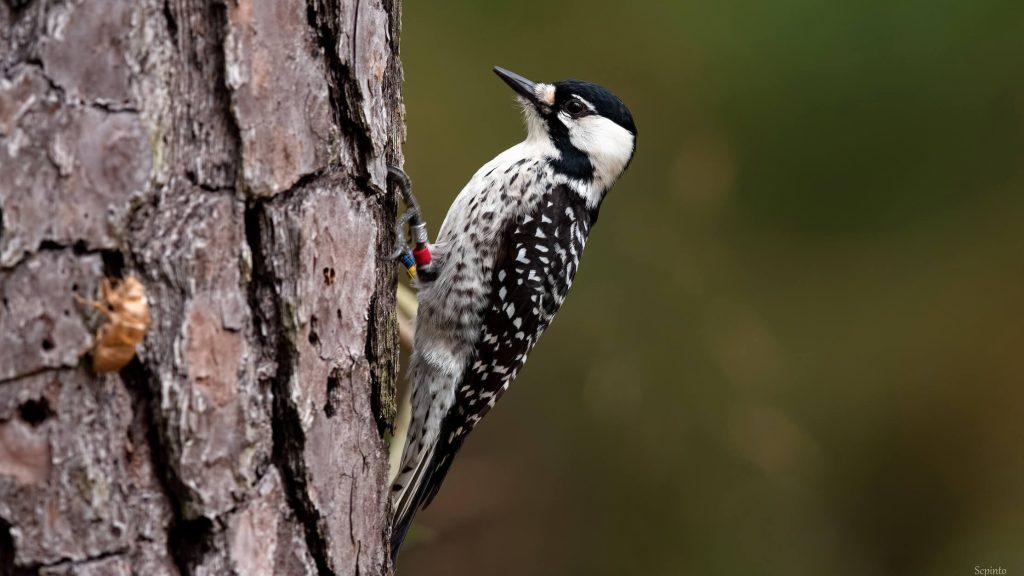 Red cockaded Woodpecker © Shailesh Pinto