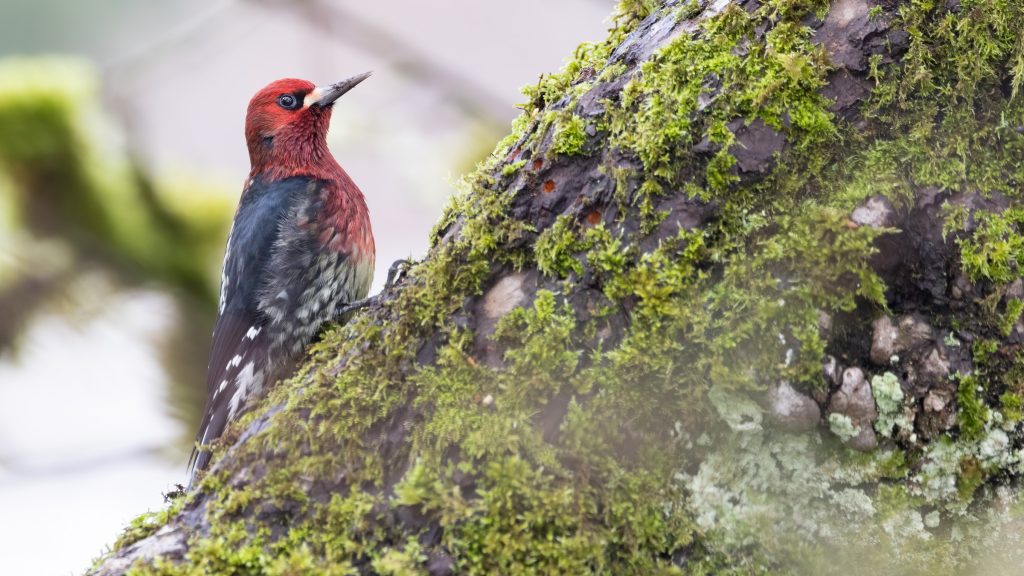 Red naped Sapsucker © Liam Hutcheson HERO
