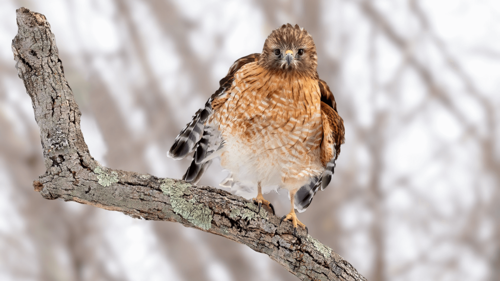 Red shouldered Hawk © Brad Imhoff