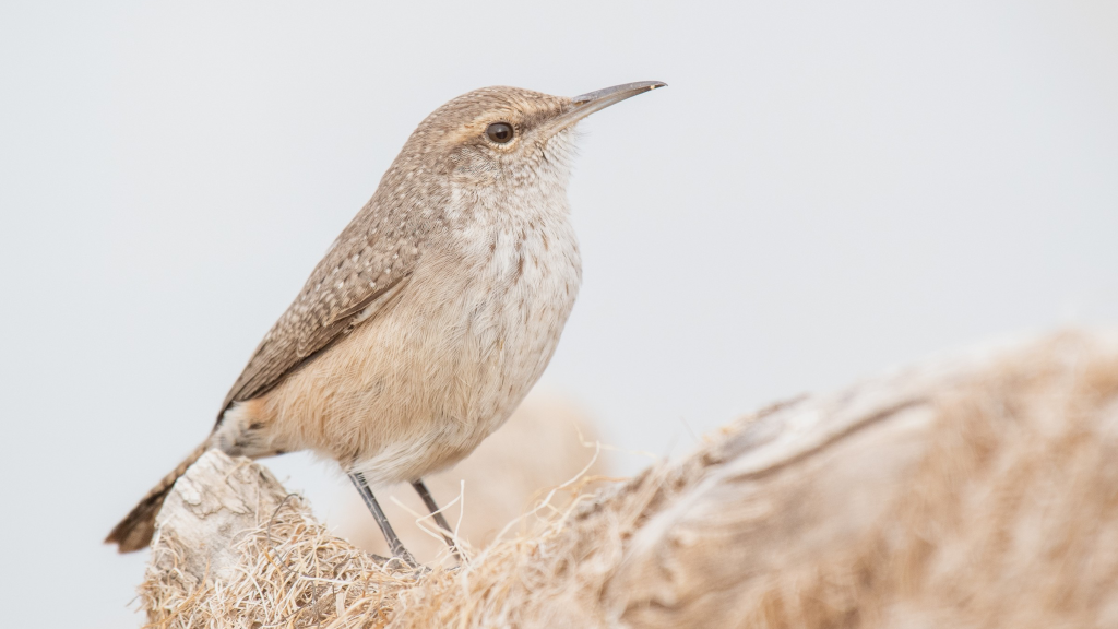 Rock Wren © Jack Parlapiano HERO