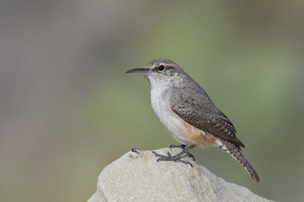 Rock Wren © Jack Parlapiano HERO alt