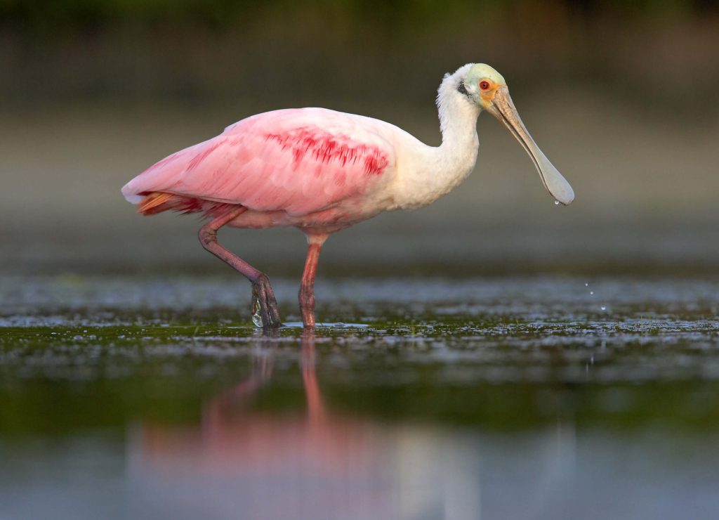 Roseate Spoonbill Hero © Robert Royse