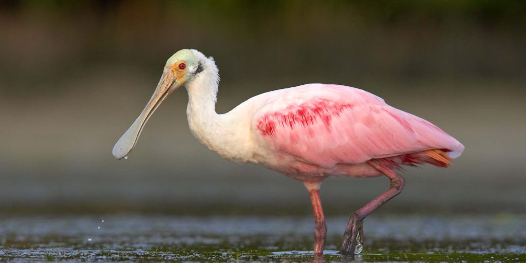 RoseateSpoonbill scaled fotor 20260215105013 2 e1771177890114
