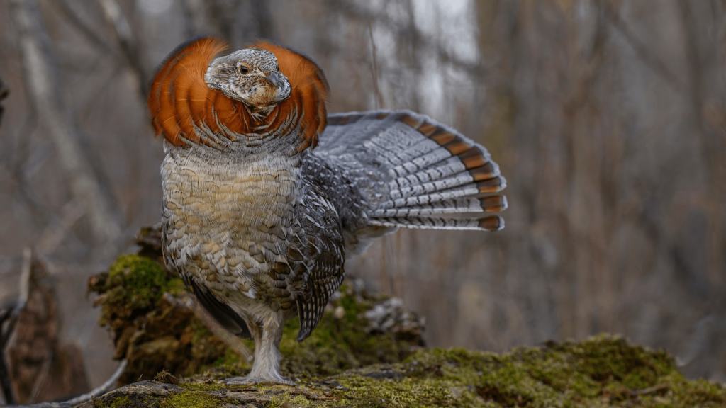 Ruffed Grouse © Seth Owens