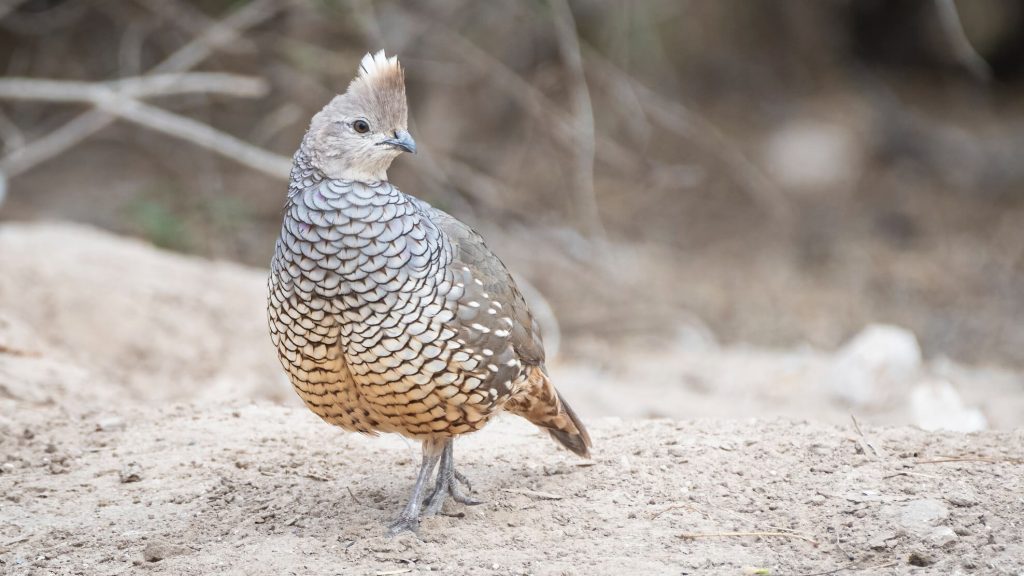 Scaled Quail © Bryan Calk