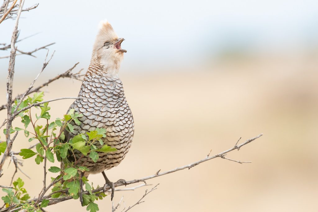 Scaled Quail © Jack Parlapiano HERO