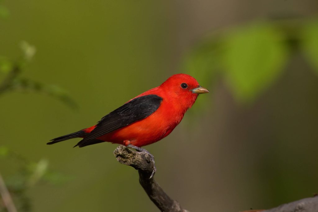 Scarlet Tanager Hero © Robert Royse