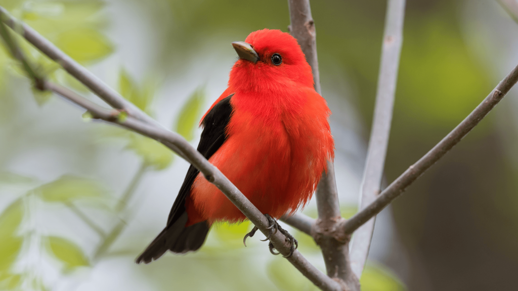 Scarlet Tanager © Shailesh Pinto