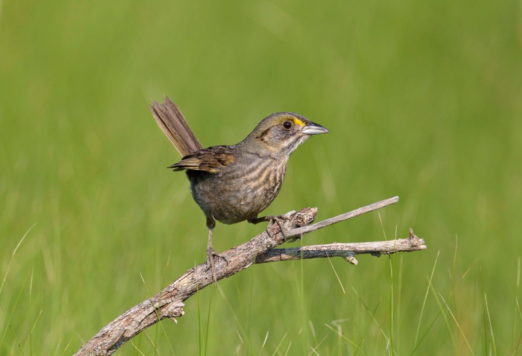 Seaside Sparrow Hero © Robert Royse