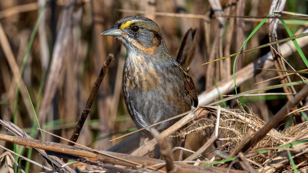 Seaside Sparrow © Shailesh Pinto