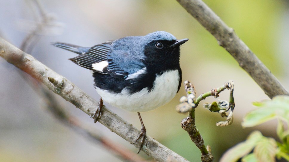September 2025 Bird
