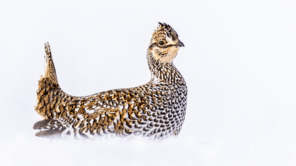 Sharp tailed Grouse © Brad Imhoff