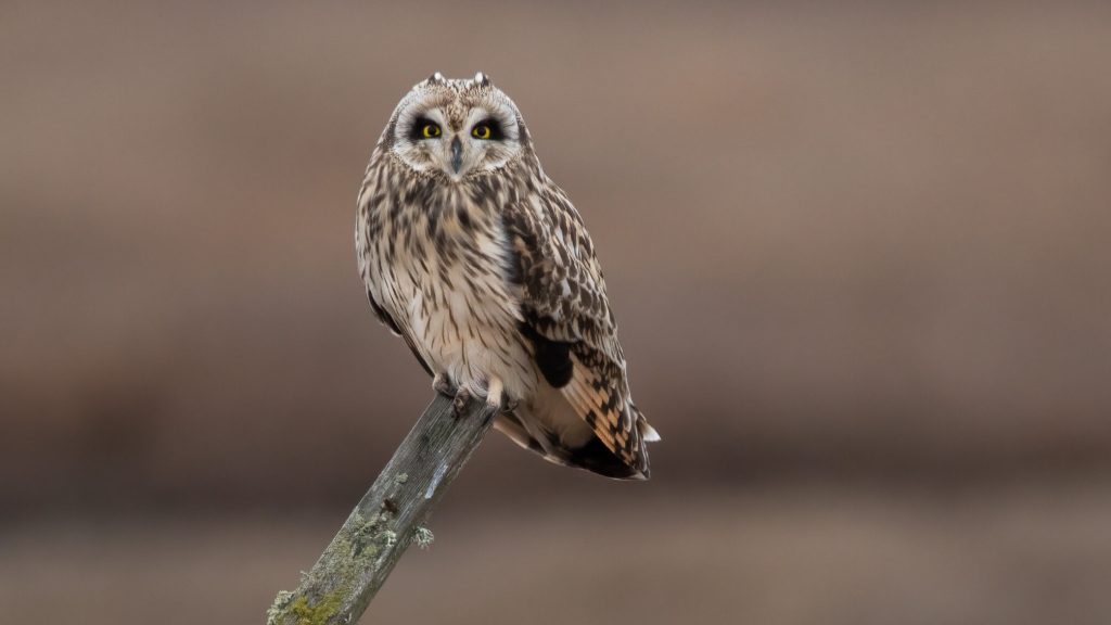 Short eared Owl © Liam Hutcheson