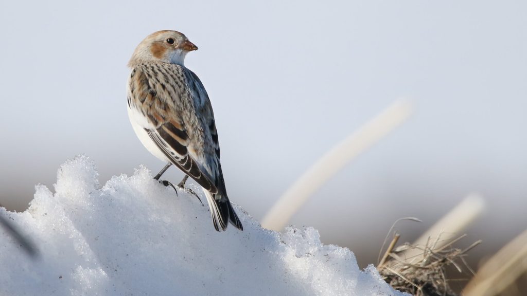 Snow Bunting © Liam Hutcheson