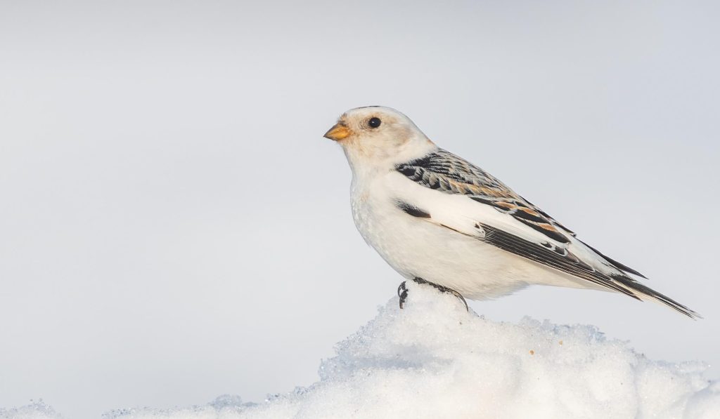 Snow Bunting © Seth Owens HERO e1771267781534