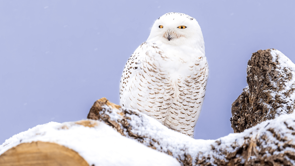 Snowy Owl © Brad Imhoff