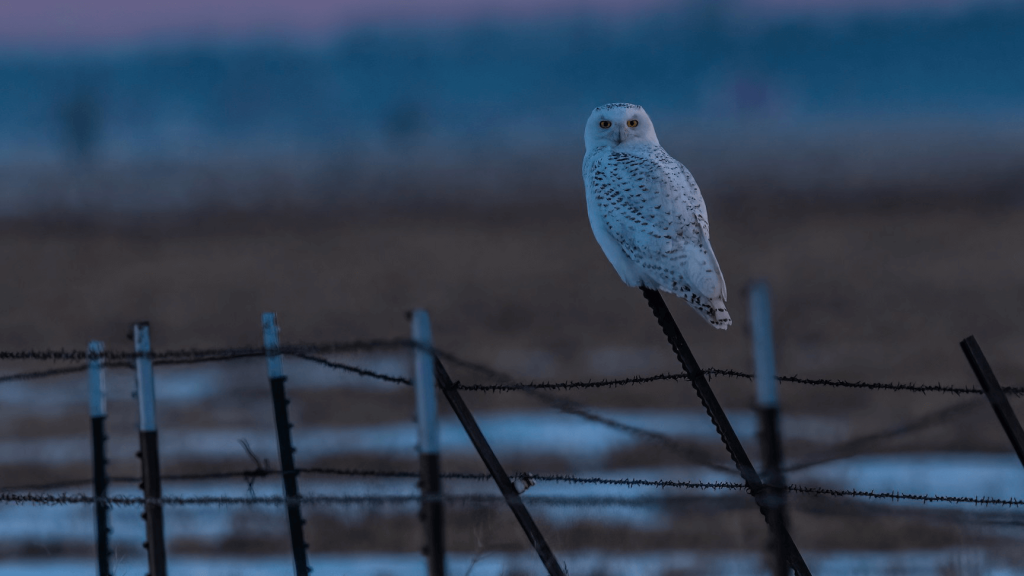 Snowy Owl © Seth Owens HERO