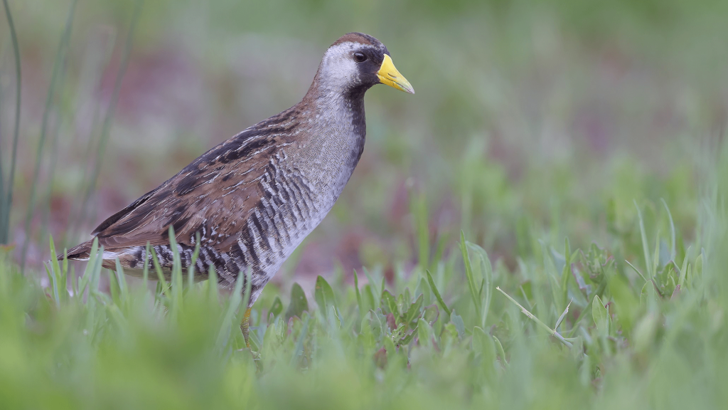Sora Matt © Matt Misewicz