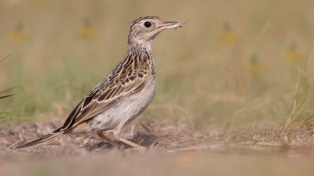 Sprague s Pipit © Matt Misewicz