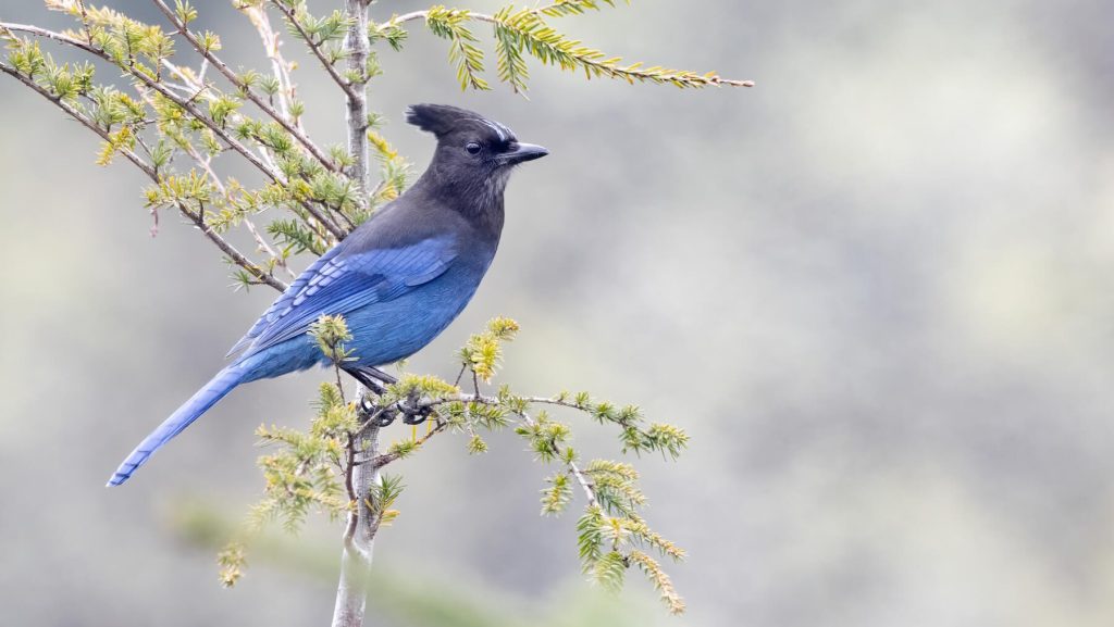 Steller s Jay © Liam Hutcheson