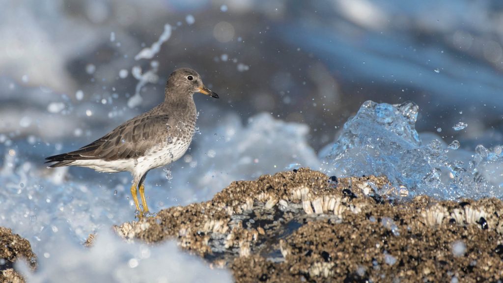 Surfbird © Bryan Calk HERO
