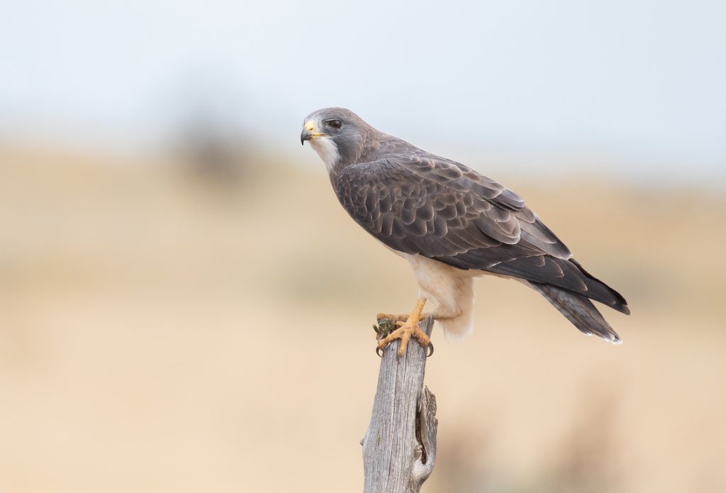 Swainson s Hawk © Jack Parlapiano HERO e1763594945733