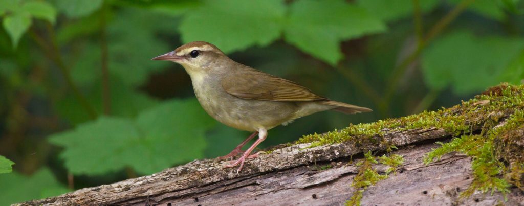 Swainson s Warbler Hero alt © Robert Royse e1759981034523