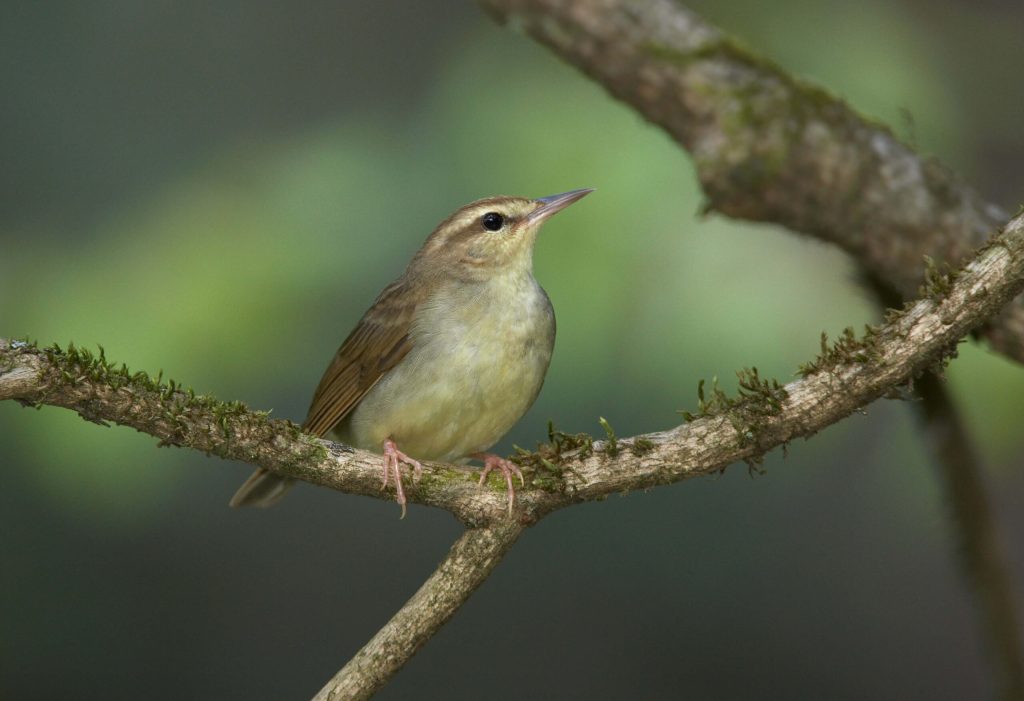 Swainson s Warbler Hero © Robert Royse