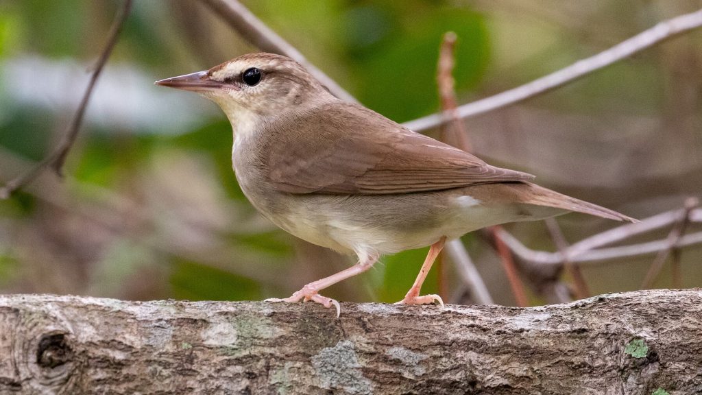Swainson s Warbler © Kyle Matera