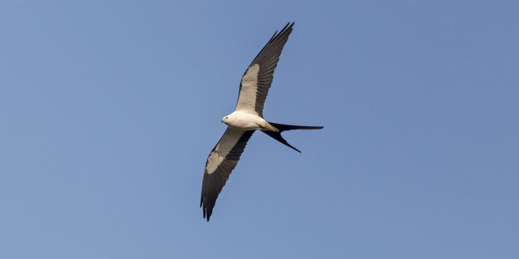 Swallow tailed Kite Hero © Robert Royse e1771514583732