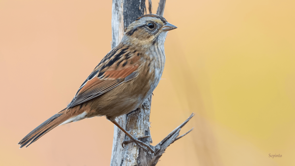 Swamp Sparrow © Shailesh Pinto