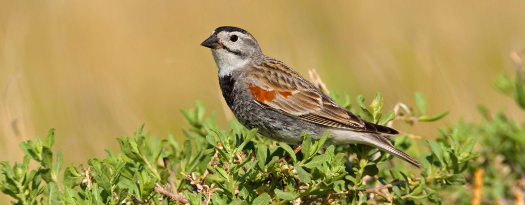 Thick billed Longspur Hero © Robert Royse e1759772476723
