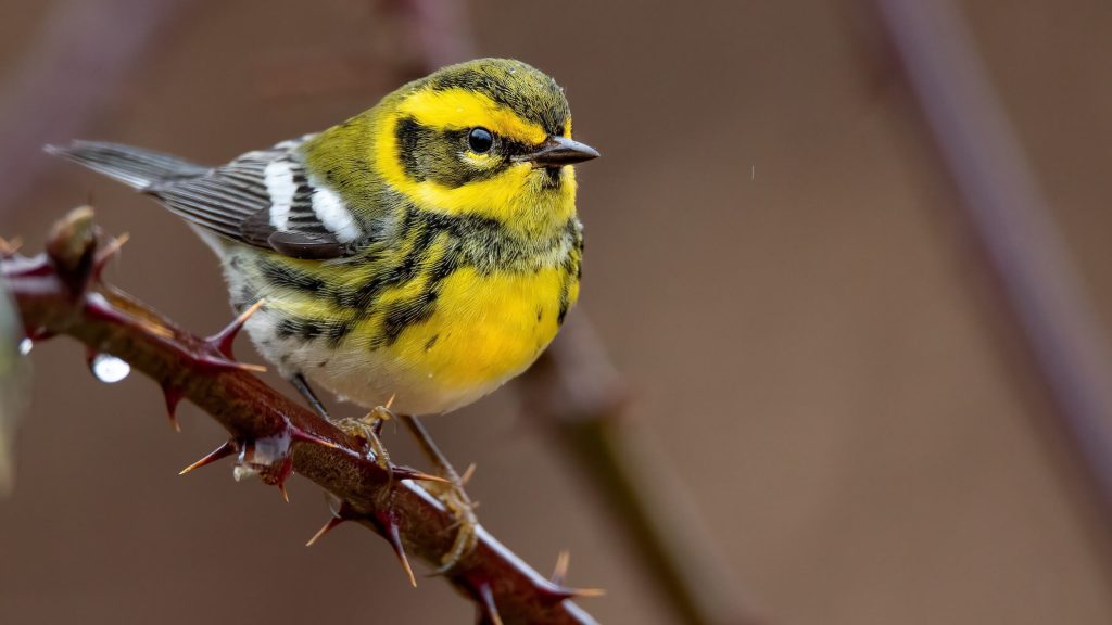Townsend s Warbler © Liam Hutcheson