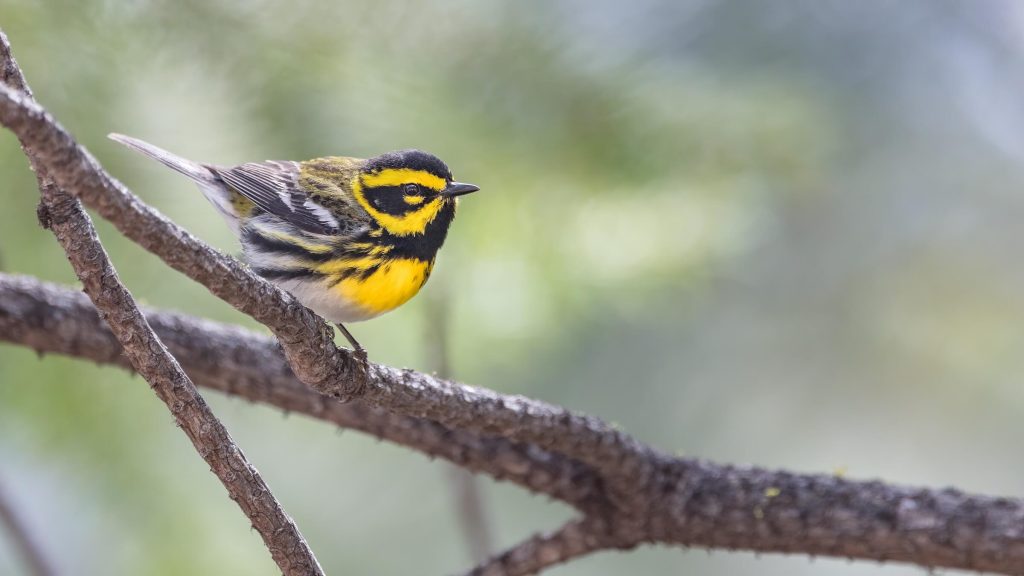 Townsend s Warbler © Liam Hutcheson HERO