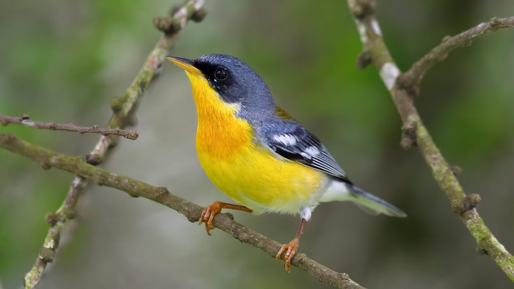 Tropical Parula © Charles Trapani