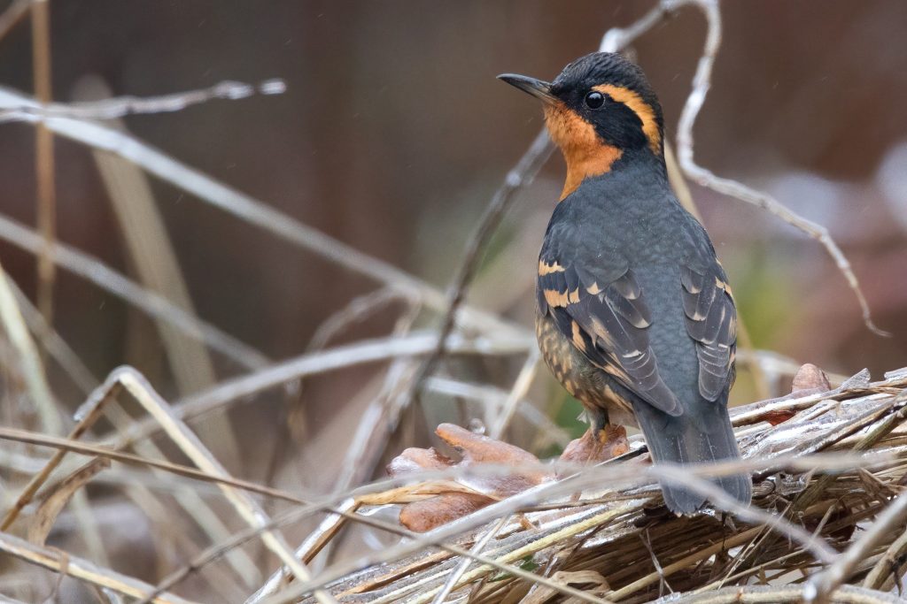 Varied Thrush © Liam Hutcheson HERO