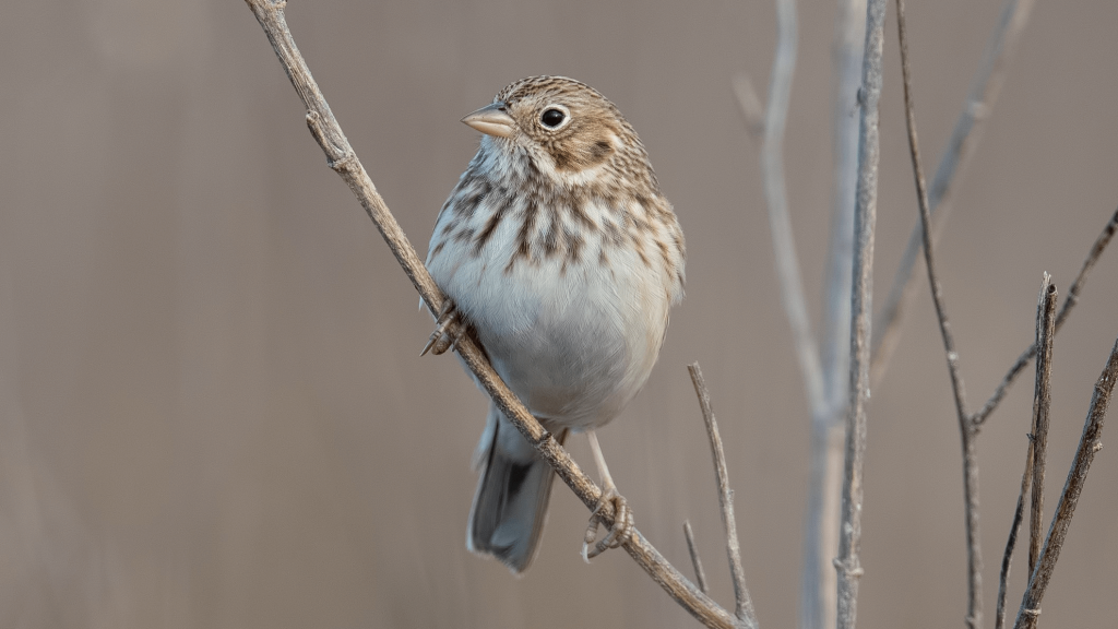Vesper Sparrow © Shailesh Pinto