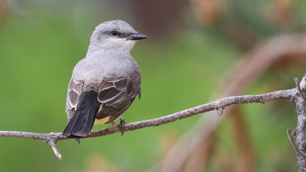 Western Kingbird © Liam Hutcheson