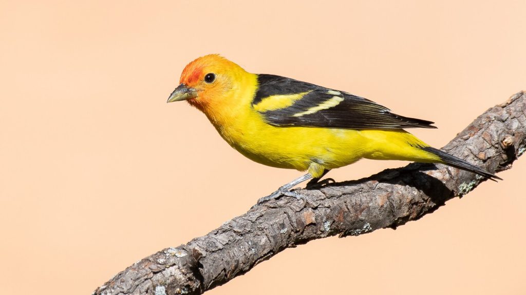 Western Tanager © Jack Parlapiano