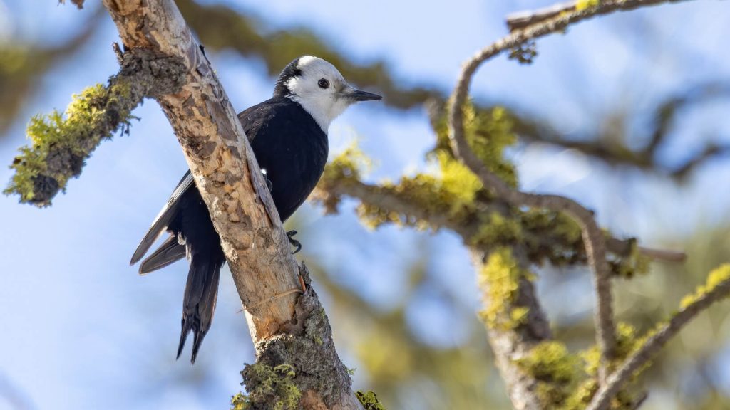 White headed Woodpecker © Liam Hutcheson