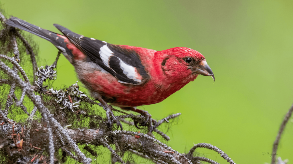 White winged Crossbill © Shailesh Pinto