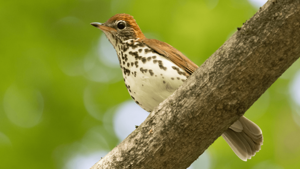 Wood Thrush © Brad Imhoff