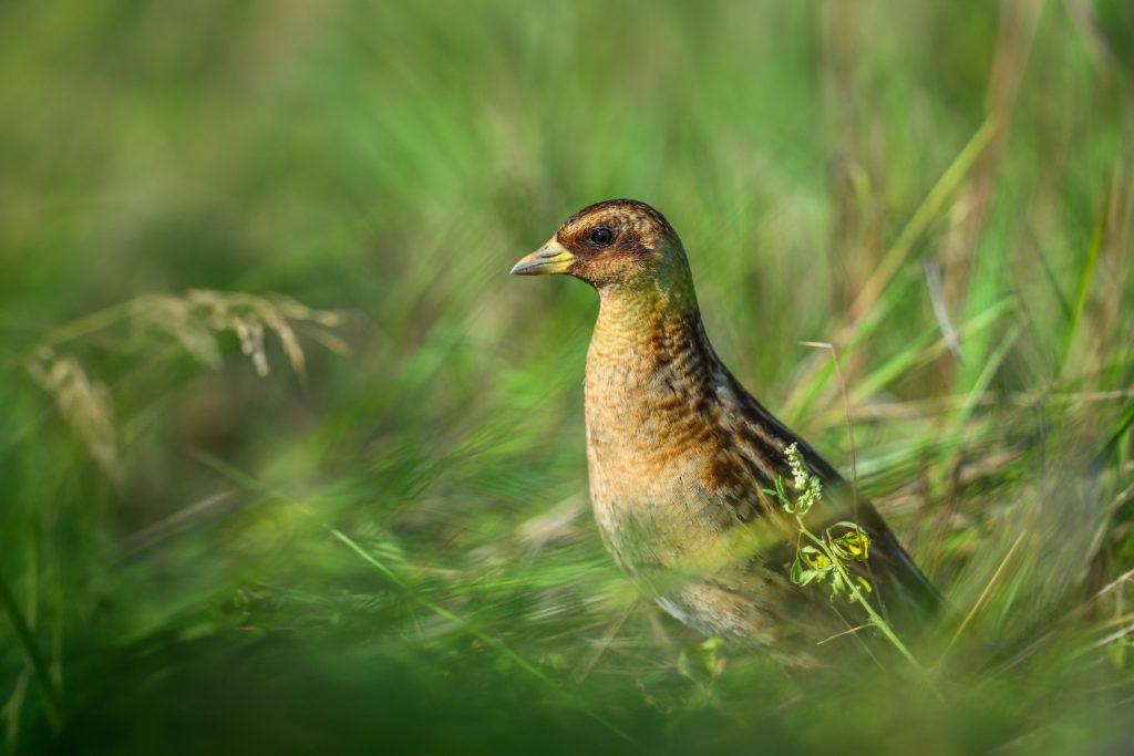 Yellow Rail © Seth Owens HERO
