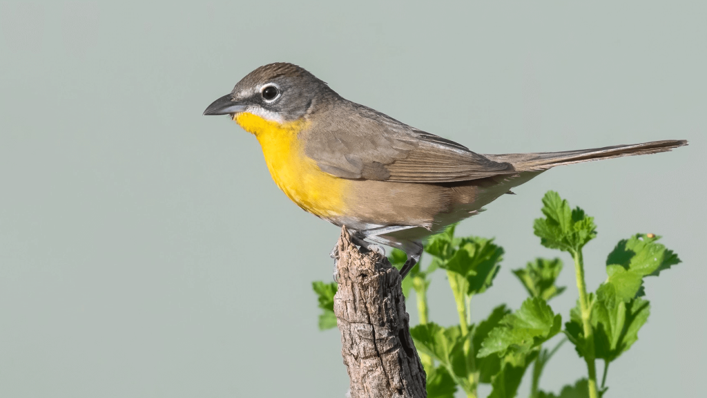 Yellow breasted Chat © Jim Merritt