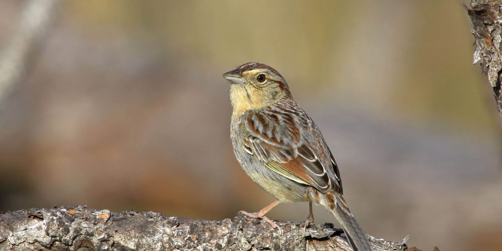 BachmansSparrow3 scaled fotor 2026021592858 2