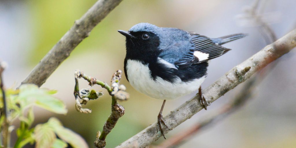 Black throated Blue Warbler Patrick Maurice 2 e1771340388152