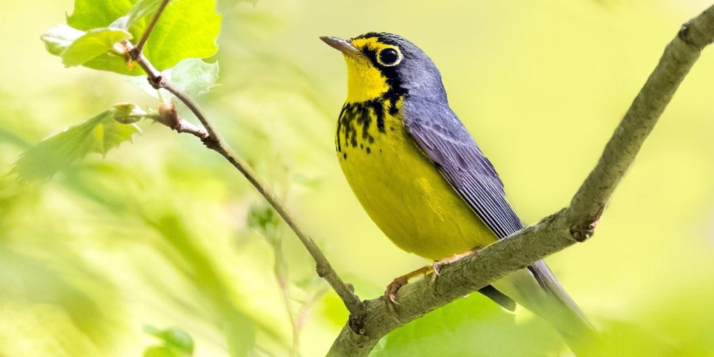 Canada Warbler Brad Imhoff 2 e1771341615251