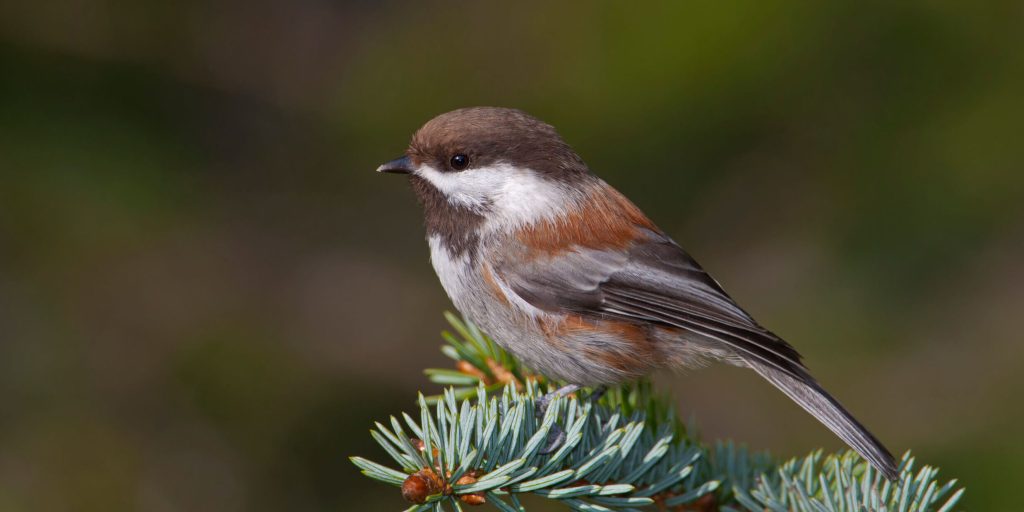 Chestnut backedChickadee scaled fotor 20260215102032 2 e1771176109254
