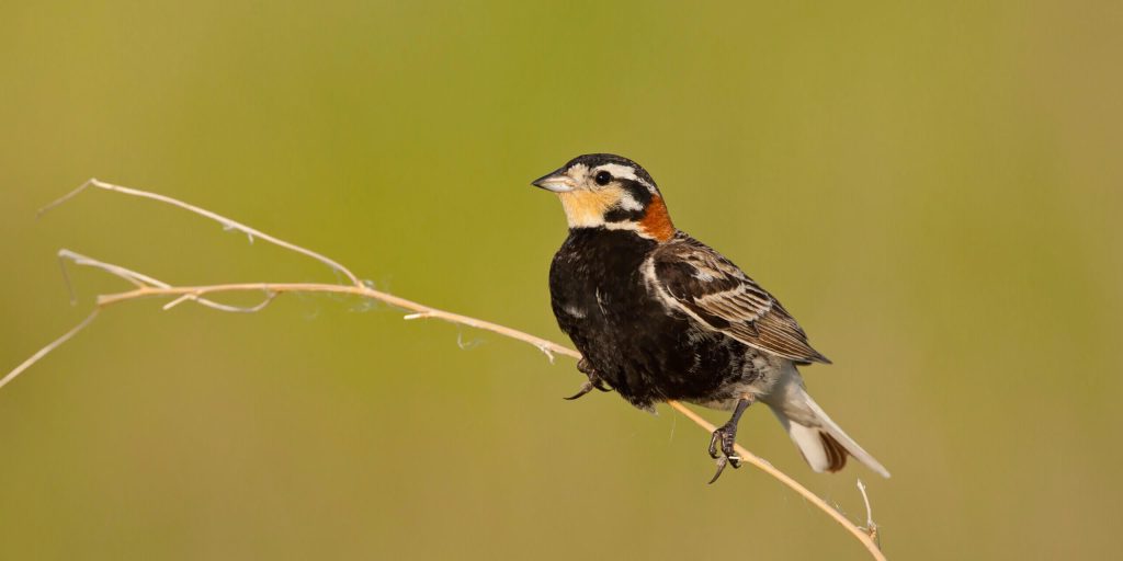 ChestnutCollaredLongspur scaled fotor 20260215104158 2 e1771177407991